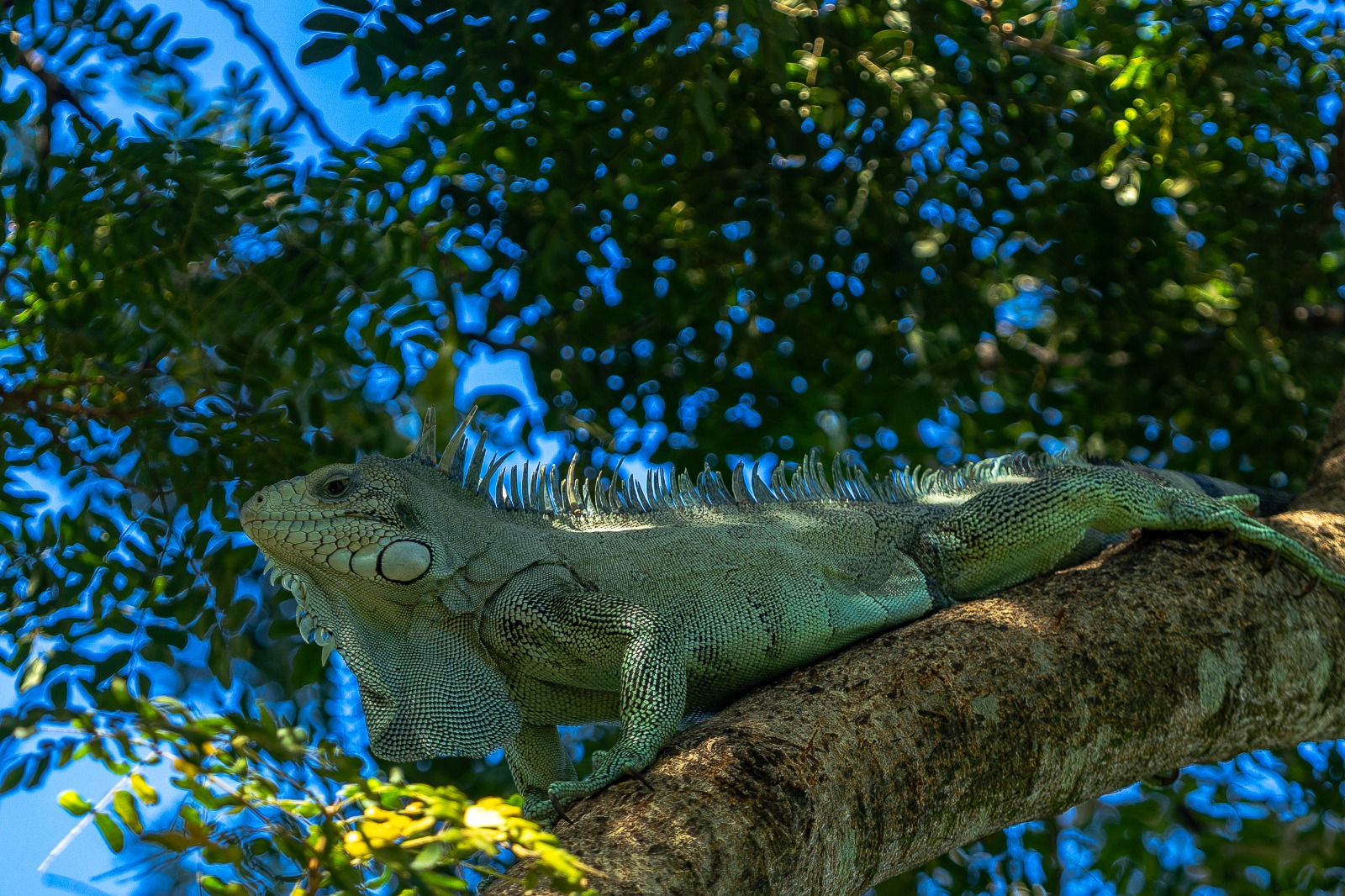 Prefeito Cláudio Ferreira levanta a ideia e iguana vai virar animal símbolo de Rondonópolis