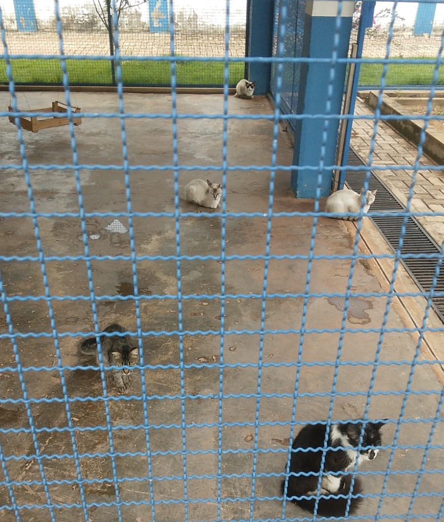 Com lotação, CIBEAR faz alerta à sociedade quanto ao abandono de animais