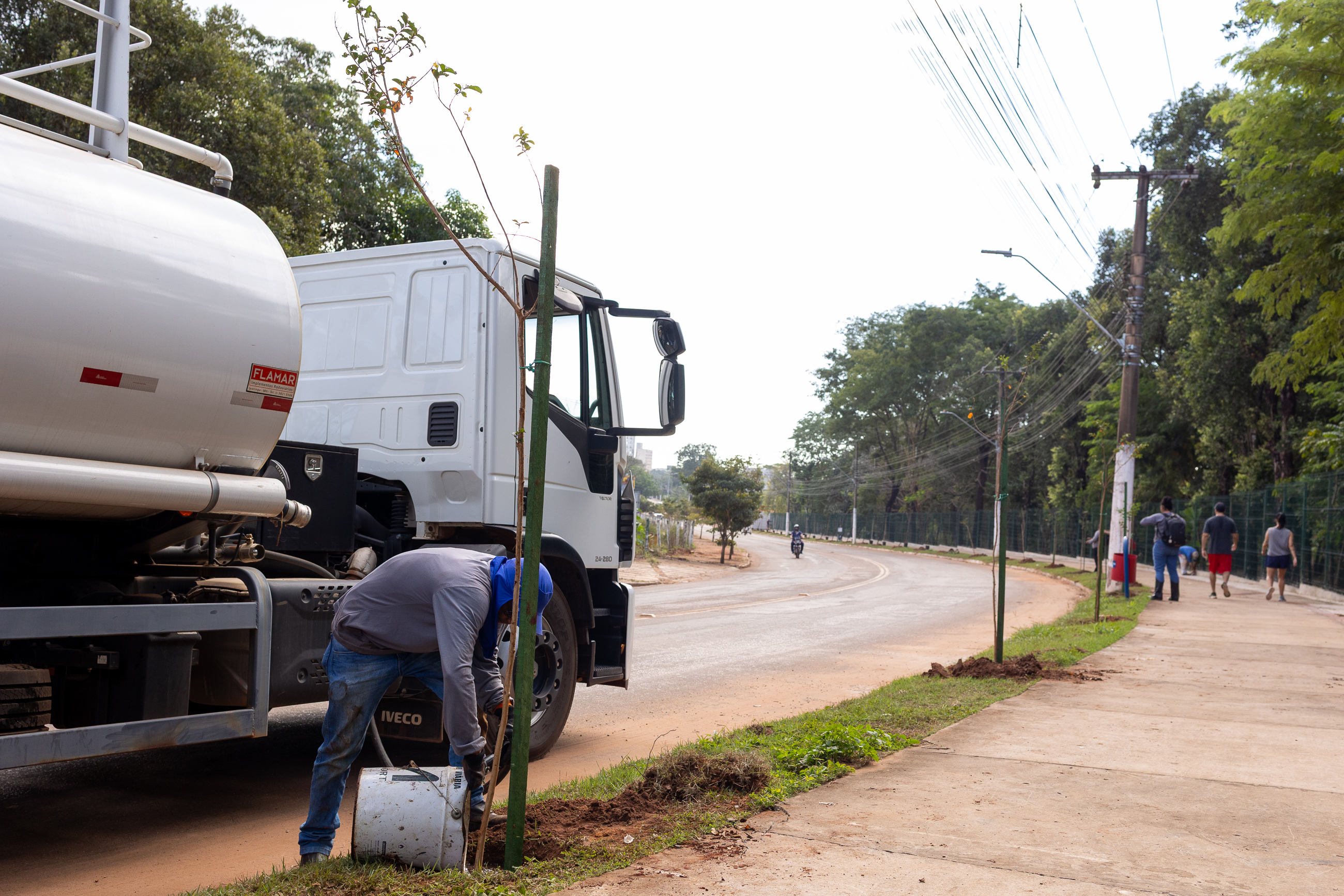 Participação da população é fundamental para que árvores plantadas se desenvolvam